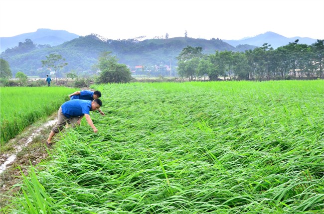 Bắc Kạn tập trung khắc phục sản xuất nông nghiệp sau mưa lũ (17/09/2024)